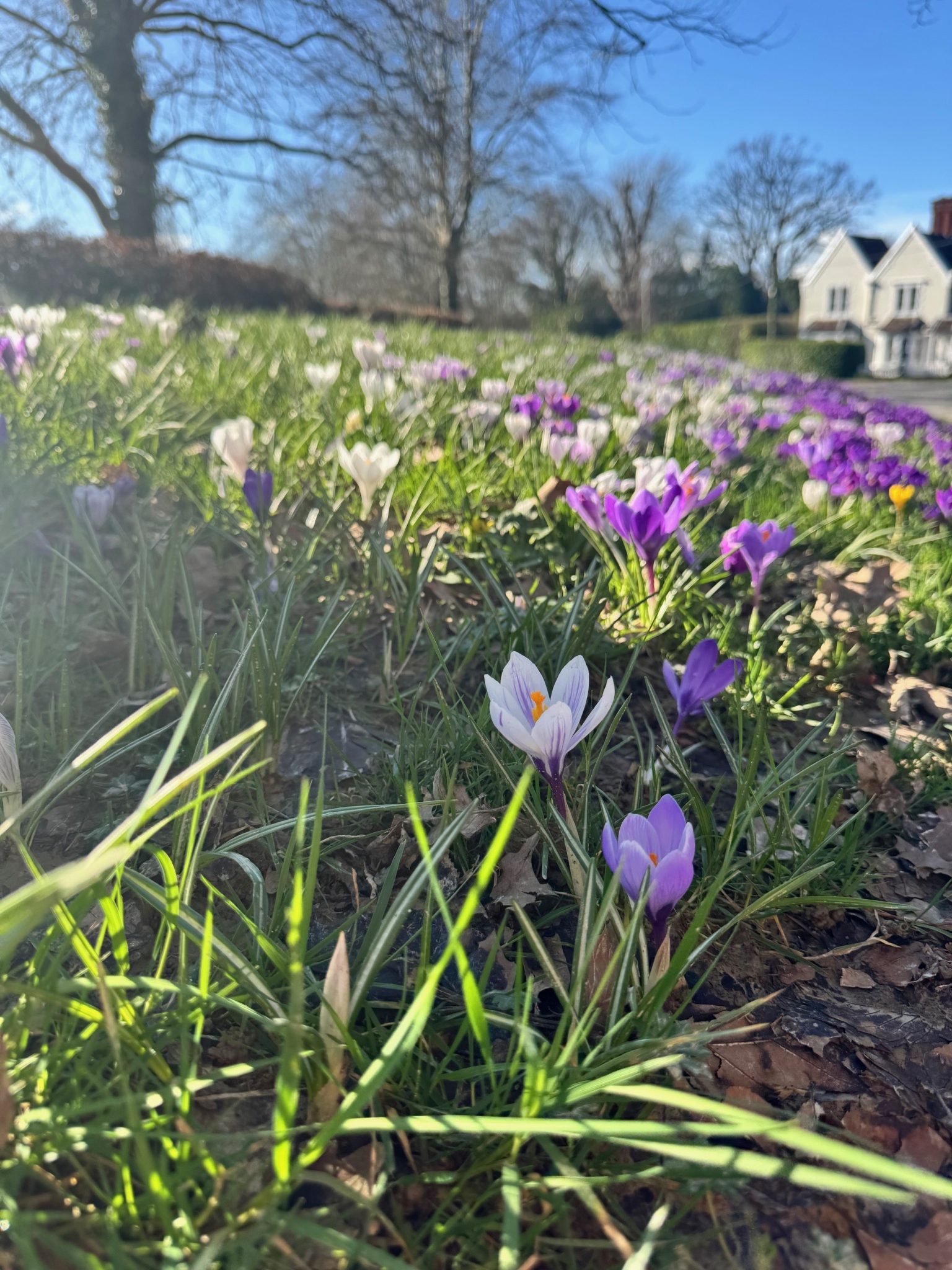 spring - Freshmill Haywards Heath